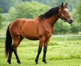 Terrifying but majestic and cool horse