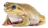 Cringe but delicious frog